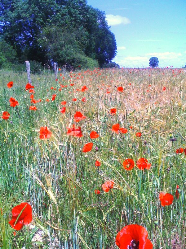 Biodiversité