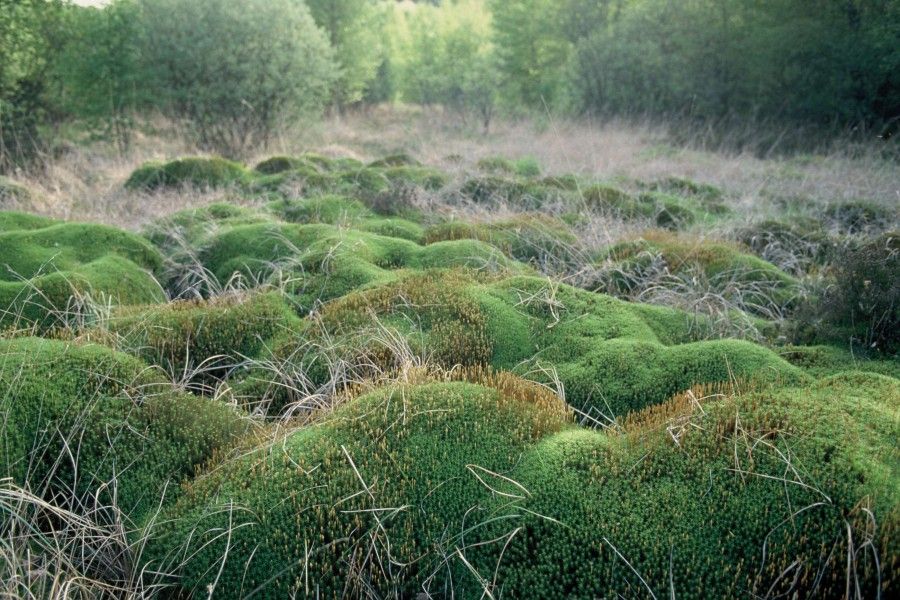 Tourbières. Crédit photo : Alain Desbrosses